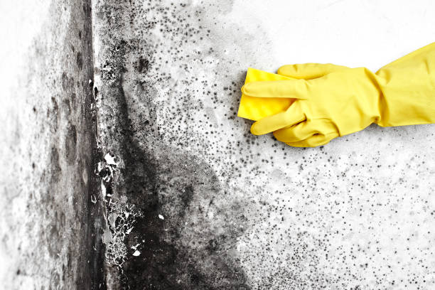 Best Water Damage & Mold Remediation  in Lincoln Heights, OH