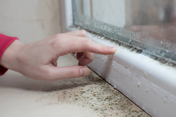 Lincoln Heights, OH Mold Removal Company